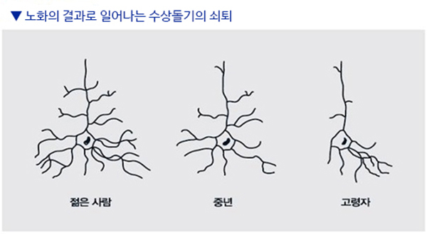 두뇌 영양소로 알려진 '포스파티딜세린' 기전 알아보기