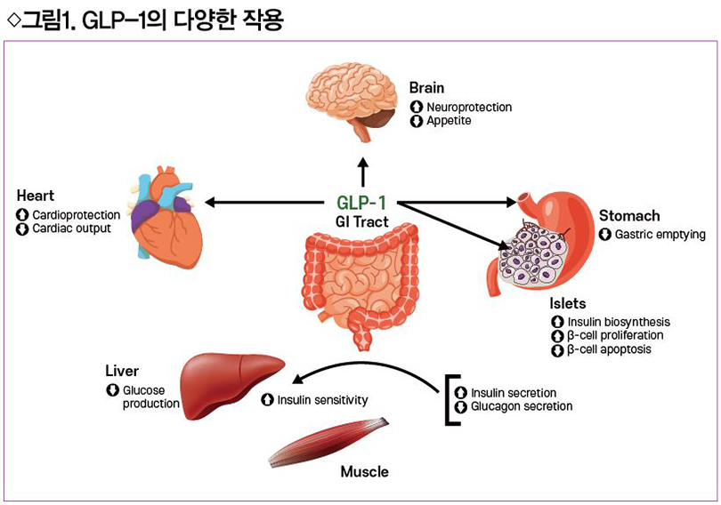 glp 1 원리 경구용 GLP-1 유사체 국내 허가 < 핵심복약지도 < 대한약사저널 < 기사본문