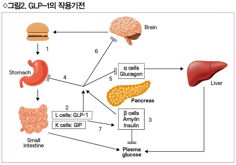 glp-1 기전 경구용 GLP-1 유사체 국내 허가 < 핵심복약지도 < 대한약사저널 < 기사본문