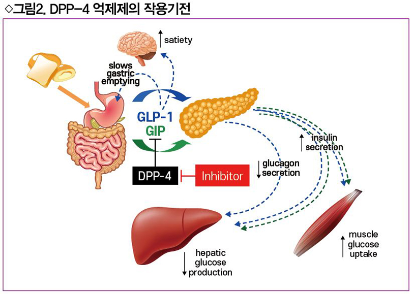 인크레틴의 분해를 억제하는 DPP-4 억제제 < 핵심복약지도 < 대한약사저널 < 기사본문